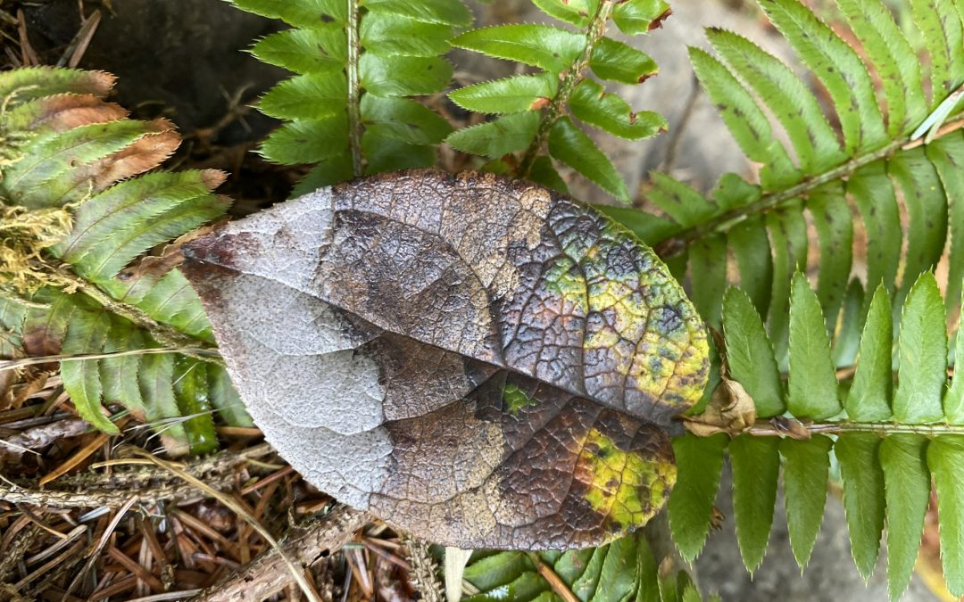 Harvesting Autumn Colors